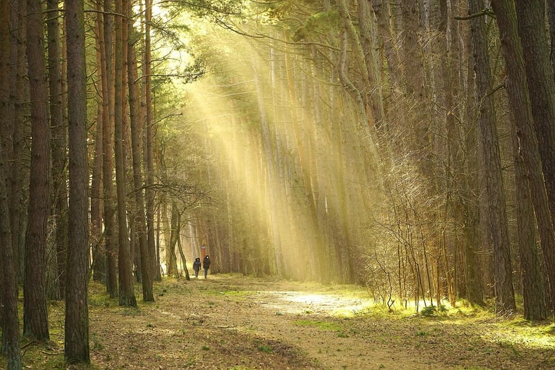 forêt